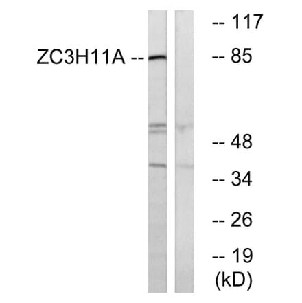 Western Blot - Anti-ZC3H11A Antibody (C19574) - Antibodies.com
