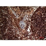 Immunohistochemistry - Anti-TNFSF10 Antibody (C30464) - Antibodies.com