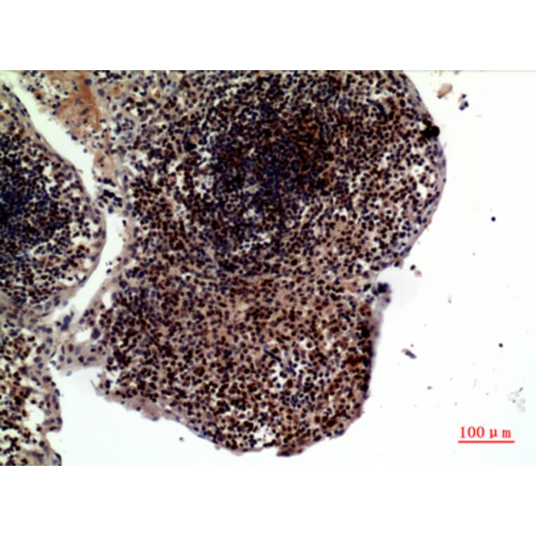 Immunohistochemistry - Anti-TNFSF10 Antibody (C30464) - Antibodies.com