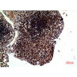 Immunohistochemistry - Anti-TNFSF10 Antibody (C30464) - Antibodies.com