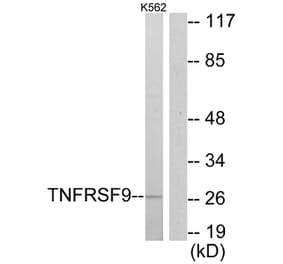 Western Blot - Anti-TNFRSF9 Antibody (C10899) - Antibodies.com