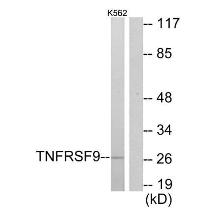 Western Blot - Anti-TNFRSF9 Antibody (C10899) - Antibodies.com