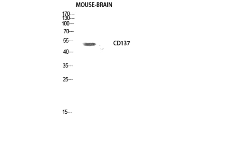 Western Blot - Anti-TNFRSF9 Antibody (C10899) - Antibodies.com