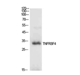 Western Blot - Anti-TNFRSF4 Antibody (C30428) - Antibodies.com