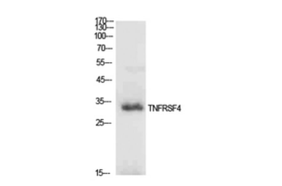 Western Blot - Anti-TNFRSF4 Antibody (C30428) - Antibodies.com