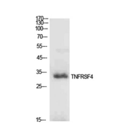 Western Blot - Anti-TNFRSF4 Antibody (C30428) - Antibodies.com
