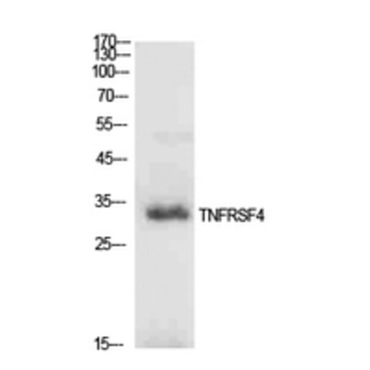 Western Blot - Anti-TNFRSF4 Antibody (C30428) - Antibodies.com