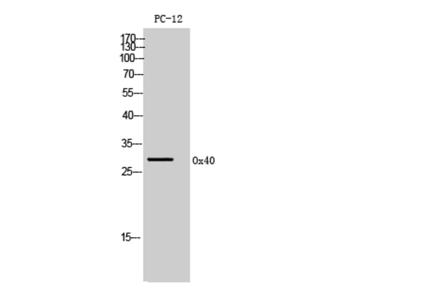 Western Blot - Anti-TNFRSF4 Antibody (C30428) - Antibodies.com
