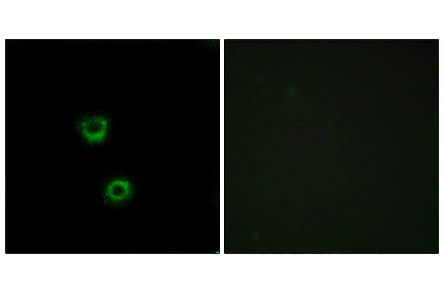 Immunofluorescence - Anti-TMEM30C Antibody (C12120) - Antibodies.com