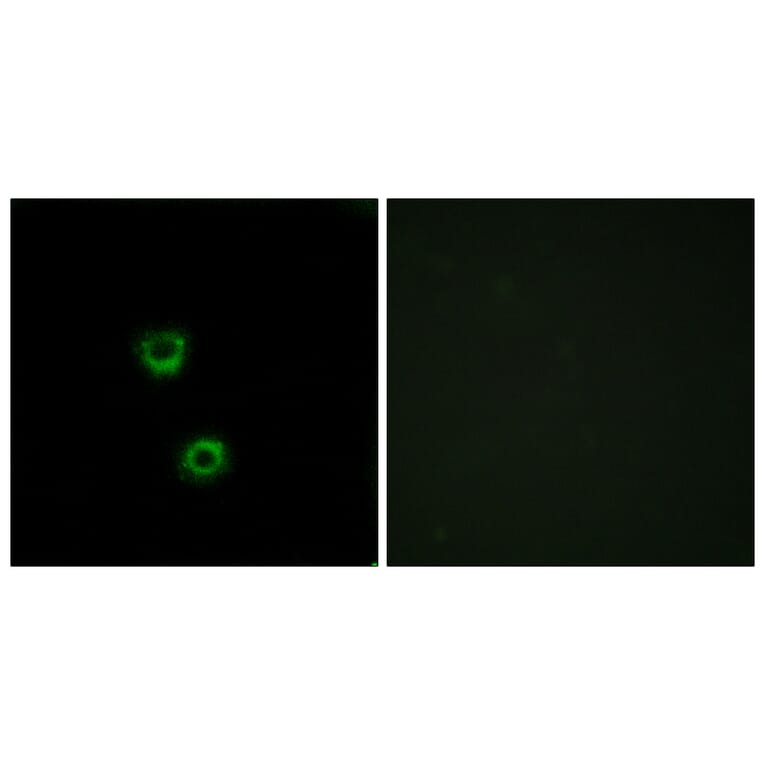 Immunofluorescence - Anti-TMEM30C Antibody (C12120) - Antibodies.com