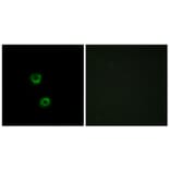 Immunofluorescence - Anti-TMEM30C Antibody (C12120) - Antibodies.com