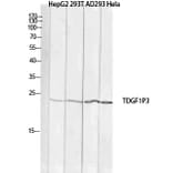 Western Blot - Anti-TDGF1P3 Antibody (C30623) - Antibodies.com