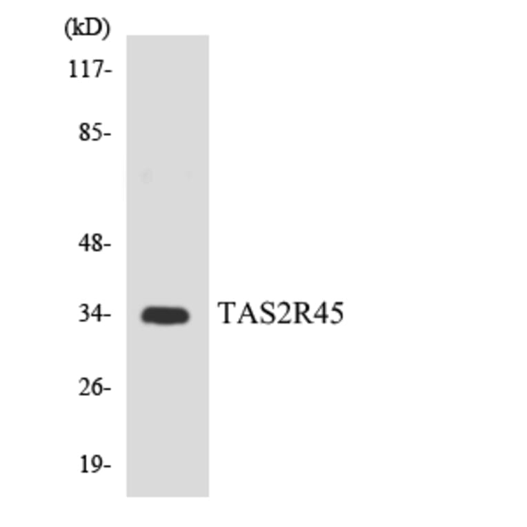 Western Blot - Anti-TAS2R45 Antibody (R12-3594) - Antibodies.com