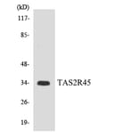 Western Blot - Anti-TAS2R45 Antibody (R12-3594) - Antibodies.com