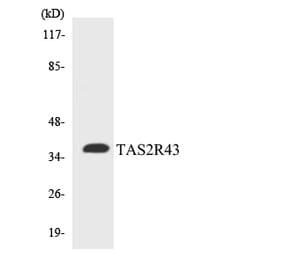 Western Blot - Anti-TAS2R43 Antibody (R12-3593) - Antibodies.com