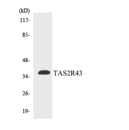 Western Blot - Anti-TAS2R43 Antibody (R12-3593) - Antibodies.com