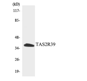 Western Blot - Anti-TAS2R39 Antibody (R12-3592) - Antibodies.com