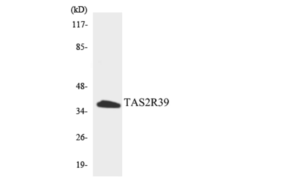 Western Blot - Anti-TAS2R39 Antibody (R12-3592) - Antibodies.com