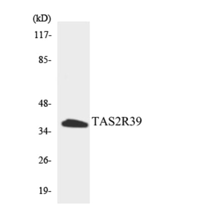 Western Blot - Anti-TAS2R39 Antibody (R12-3592) - Antibodies.com