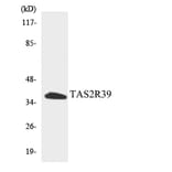 Western Blot - Anti-TAS2R39 Antibody (R12-3592) - Antibodies.com