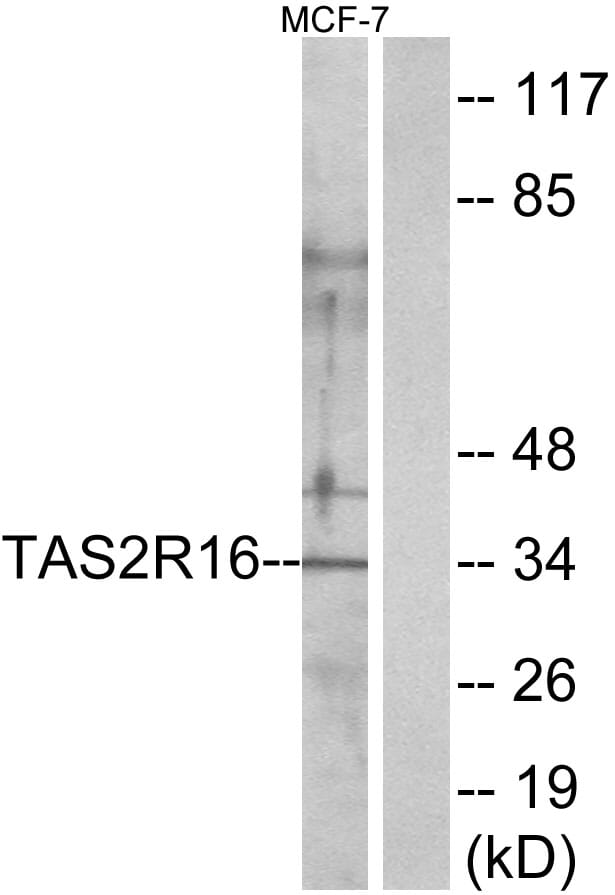 Western blot analysis of lysates from MCF-7 cells using Anti-TAS2R16 Antibody. The right hand lane represents a negative control, where the antibody is blocked by the immunising peptide.
