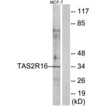 Western Blot - Anti-TAS2R16 Antibody (G754) - Antibodies.com