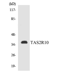 Western blot analysis of the lysates from HepG2 cells using Anti-TAS2R10 Antibody.