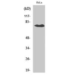 Western Blot - Anti-SLCO1A2 Antibody (C18884) - Antibodies.com