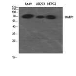 Western Blot - Anti-SLCO1A2 Antibody (C18884) - Antibodies.com