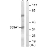 Western Blot - Anti-SLC39A1 Antibody (C19627) - Antibodies.com