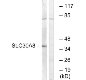 Western Blot - Anti-SLC30A8 Antibody (C19621) - Antibodies.com