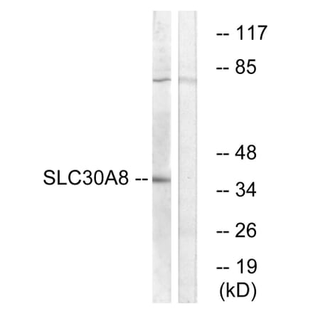 Western Blot - Anti-SLC30A8 Antibody (C19621) - Antibodies.com