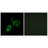 Immunofluorescence - Anti-SLC27A4 Antibody (C16490) - Antibodies.com