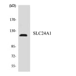 Western Blot - Anti-SLC24A1 Antibody (R12-3516) - Antibodies.com