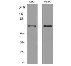 Western Blot - Anti-SLC22A6 Antibody (C30258) - Antibodies.com