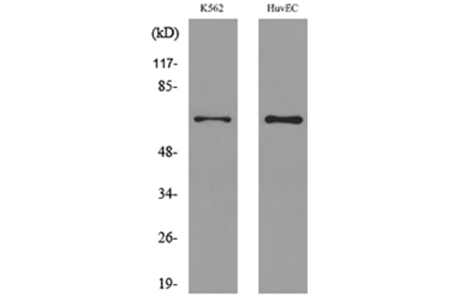 Western Blot - Anti-SLC22A6 Antibody (C30258) - Antibodies.com