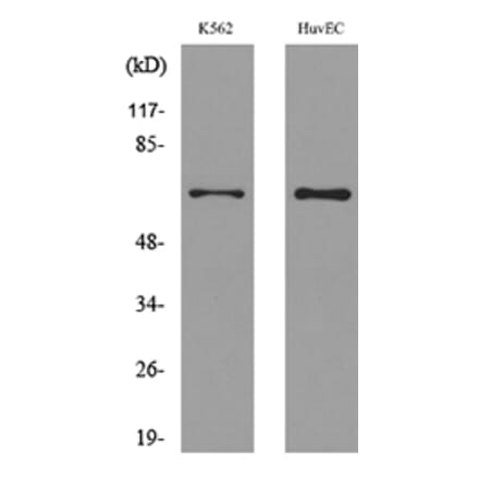 Western Blot - Anti-SLC22A6 Antibody (C30258) - Antibodies.com