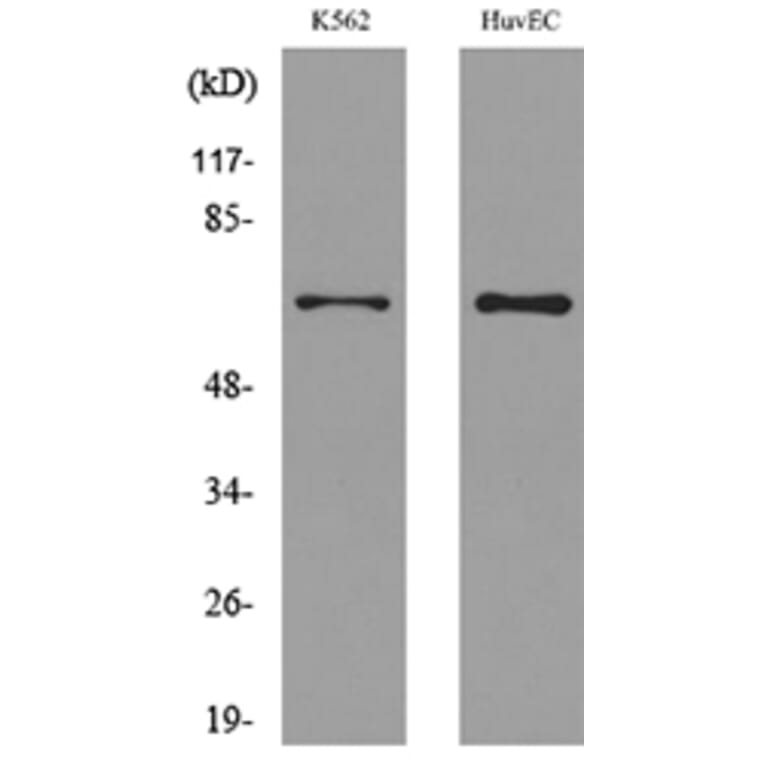 Western Blot - Anti-SLC22A6 Antibody (C30258) - Antibodies.com