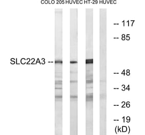 Western Blot - Anti-SLC22A3 Antibody (C17553) - Antibodies.com