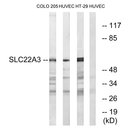 Western Blot - Anti-SLC22A3 Antibody (C17553) - Antibodies.com