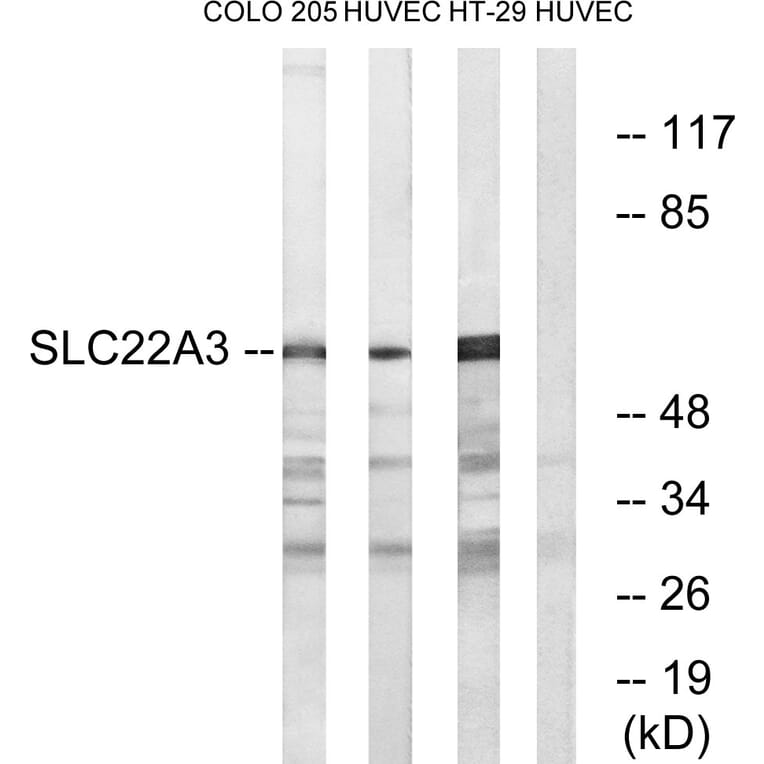 Western Blot - Anti-SLC22A3 Antibody (C17553) - Antibodies.com