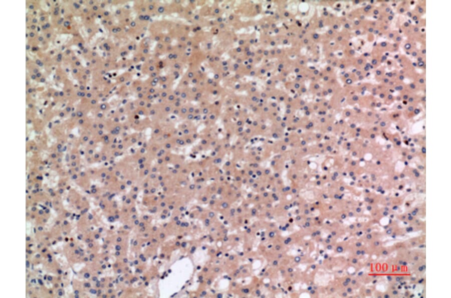 Immunohistochemistry - Anti-SLC10A1 Antibody (C30137) - Antibodies.com