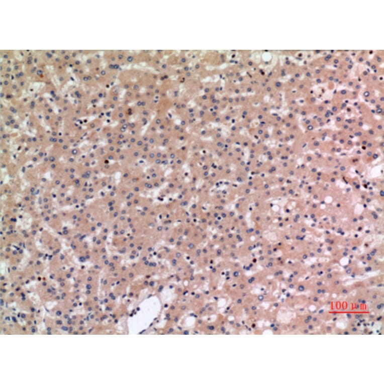 Immunohistochemistry - Anti-SLC10A1 Antibody (C30137) - Antibodies.com