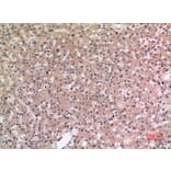 Immunohistochemistry - Anti-SLC10A1 Antibody (C30137) - Antibodies.com