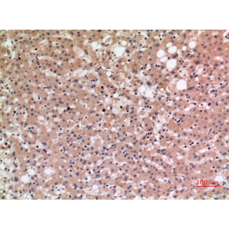 Immunohistochemistry - Anti-SLC10A1 Antibody (C30137) - Antibodies.com