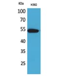 Western Blot - Anti-SIGLEC8 Antibody (C30515) - Antibodies.com