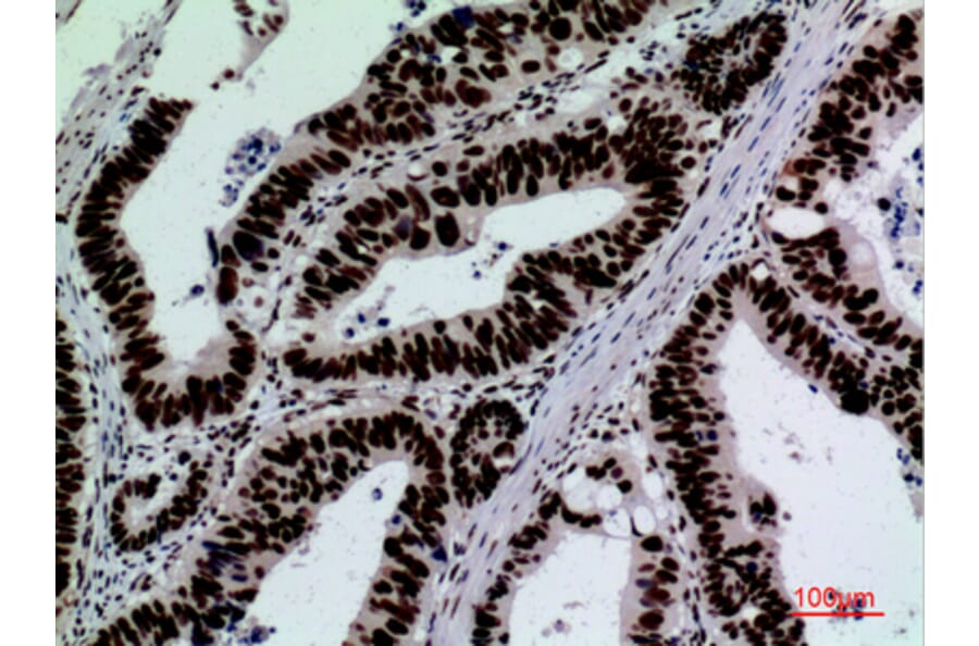 Immunohistochemistry - Anti-SIGLEC7 Antibody (C30534) - Antibodies.com