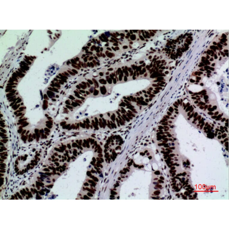 Immunohistochemistry - Anti-SIGLEC7 Antibody (C30534) - Antibodies.com