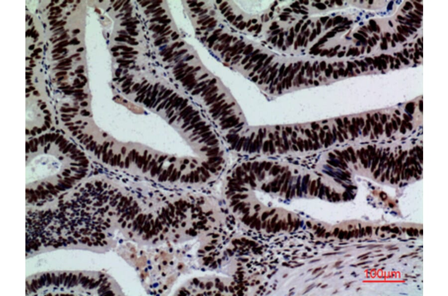 Immunohistochemistry - Anti-SIGLEC7 Antibody (C30534) - Antibodies.com