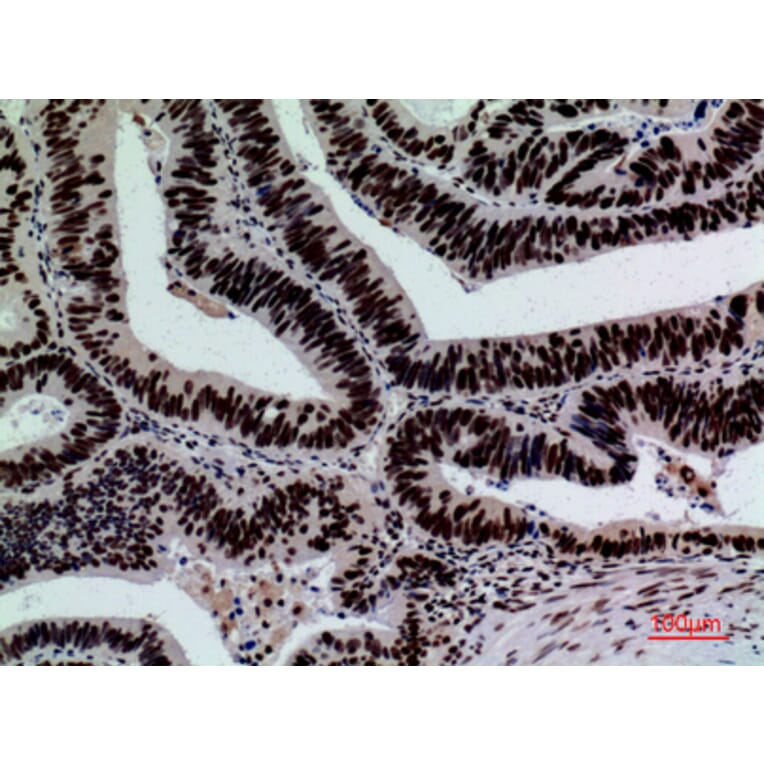 Immunohistochemistry - Anti-SIGLEC7 Antibody (C30534) - Antibodies.com